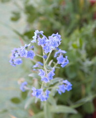 Obraz premium Cynoglossum amabile - Chinese forget-me-not, ornamental plant with blue flowers