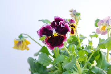 Foto auf Acrylglas Viola plant with multicolor flowers , Viola, Common Violet, Viola tricolor, pansy flowers, rainy day © Dana