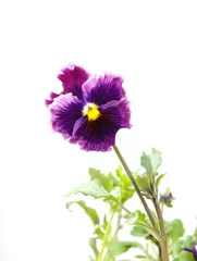 Raamstickers Viola plant with multicolor flowers , Viola, Common Violet, Viola tricolor, pansy flowers, rainy day © Dana