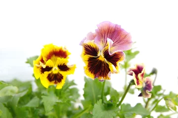 Deurstickers Viola plant with multicolor flowers , Viola, Common Violet, Viola tricolor, pansy flowers, rainy day © Dana