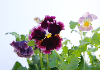 Viola plant with multicolor flowers , Viola, Common Violet, Viola tricolor, pansy flowers, rainy day