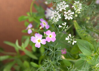Malcolmia maritima,  Virginia stock plant with  lilac - pink flowers