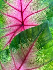 Caladium Leaf Veins Lighted, Heart of Jesus