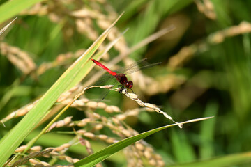 稲穂に止まる秋の赤トンボ © mayudama