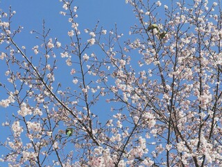 blooming tree