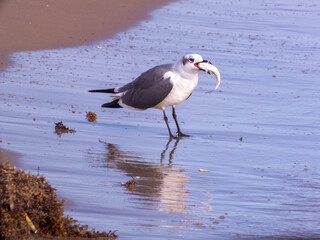 white ibis in the water