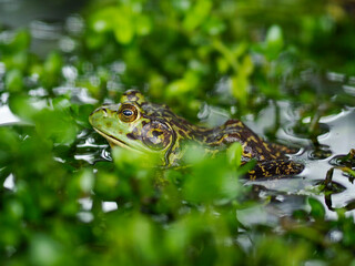 Frog Resting on a Lily Pad in a Swamp