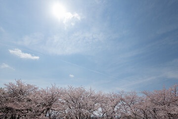 青空と桜の木