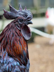 Close-up of a Rooster's Head