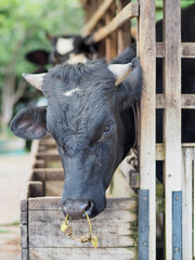 Content Cow Grazing in a Fenced Pasture
