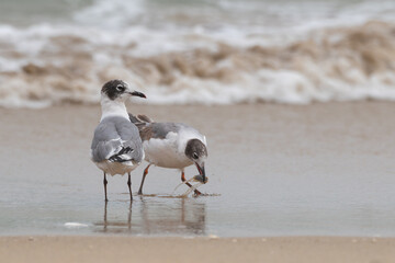 Gaviota
