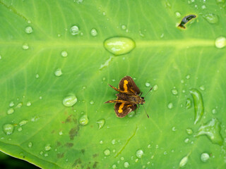 Raindrops on a Monarch Butterfly