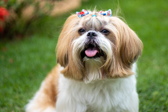 shih tzu dog portrait