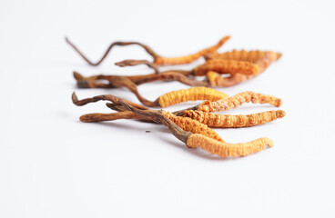 Cordyceps sinensis or Ophiocordyceps sinensis isolated on white background, mushroom herb treatment medicine.