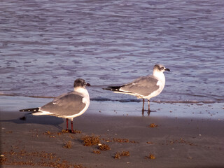 seagulls on the beach
