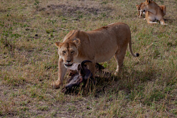 Maasai Mara National Reserve, Narok, Kenya