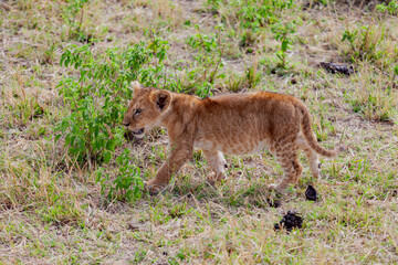 Maasai Mara National Reserve, Narok, Kenya