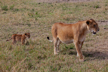 Maasai Mara National Reserve, Narok, Kenya