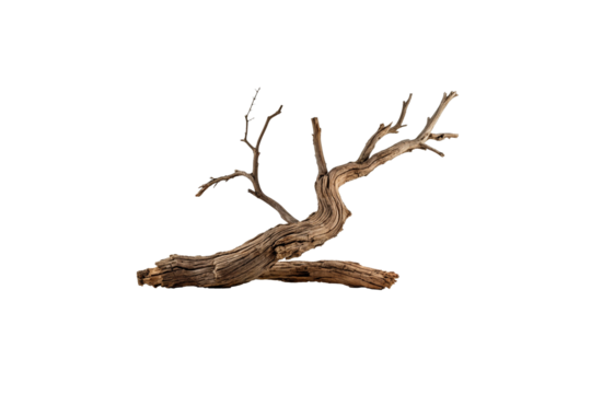 A large branch is laying on the ground