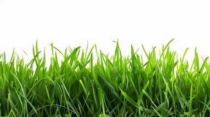 Fototapeta premium Close Up of Green Grass Isolated on the Bottom of a White Background