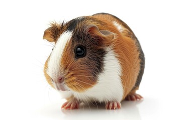 Fototapeta premium Adorable guinea pig isolated on white background .