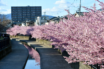 京都 淀水路の河津桜 © maaagram