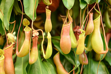 Nepenthes, Tropical pitcher plants or Monkey cups in ornamental garden