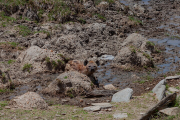 Maasai Mara National Reserve, Narok, Kenya
