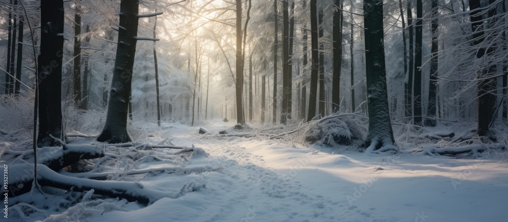 Canvas Prints A picturesque winter landscape with snowcovered trees and the sun peeking through the frosty branches in a snowy forest