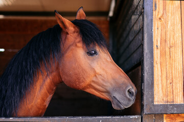 Close up of a brown horse in the stable