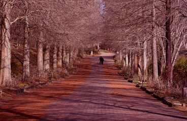 兵庫県加東市・播磨中央公園 四季の庭冬の季節映画ロケの道