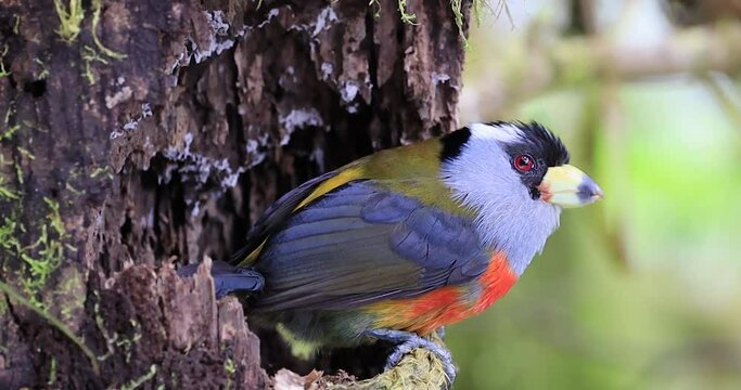 A Semnornis ramphastinus, also known as the Toucan Barbet, perched on a branch. The bird's colorful plumage and unique bill are highlighted in the image.