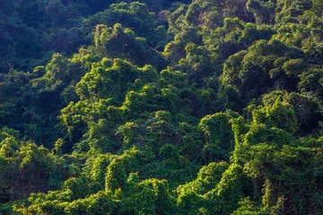 Fotobehang 地亜熱帯の森 © KOSAC