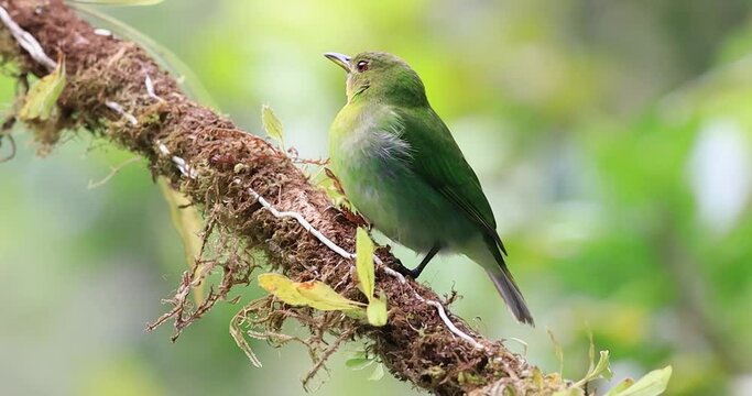 The Green Honeycreeper, scientifically known as Chlorophanes spiza, is a stunning bird found in the tropical regions of the Americas. The male Green Honeycreeper is characterized by its vibrant green