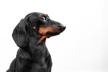 Profile of dachshund dog, funny puppy posing at photo shoot, obediently frozen, looking to side with sly glance, peeking curiously, eavesdropping on secret Raising puppy, endurance training, stance - obrazy, fototapety, plakaty