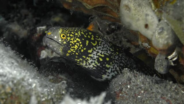 A beautiful multi-colored moray eel hid at the bottom of the tropical sea under coral.
Snowflake Moray (Echidna nebulosa) 100 cm. ID: dark patches with yellow spots.