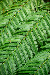 Ferns leaves pattern, Green nature background