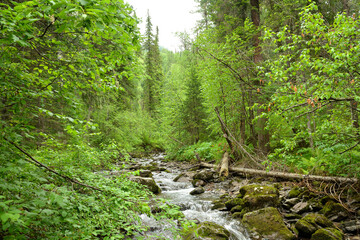 A beautiful small river flows down from the mountains through a dense summer forest, bending around stones and fallen trees in its course.