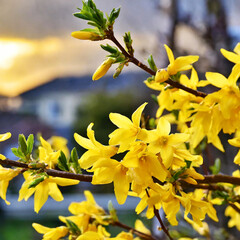 너무 예쁜 개나리꽃