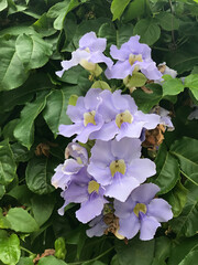 Purple Petals and Verdant Leaves