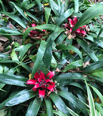 Red flowers on green foliage