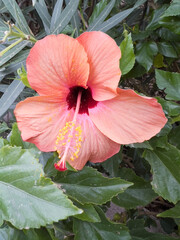 Hibiscus Flower and Leaves