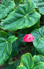 Crimson Bloom Amidst Verdant Leaves