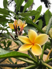 Fototapeta premium Yellow flower with five petals