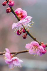 月ヶ瀬梅林の紅梅