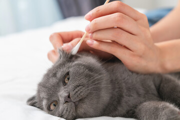 Hand use cotton with earwax cleaning of small blue-black kitten of the Scottish fold breed on white...