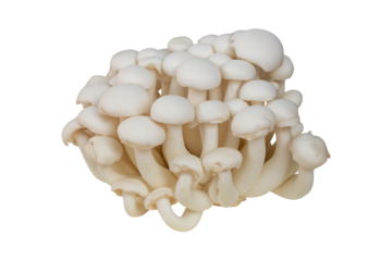 White Shimeji Mushroom cultivated in cooling plant without pesticide, chemical fertilizer and growth hormone isolated on white background included clipping path.