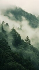 trees hill covered fog low clouds lenses redwood forest mountainous jungle setting green outside windows attribution - obrazy, fototapety, plakaty