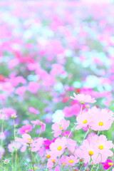 Obraz na płótnie Canvas 絶景の日本　花