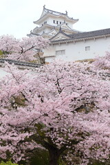 旅行のイメージ風景　 姫路城桜の花